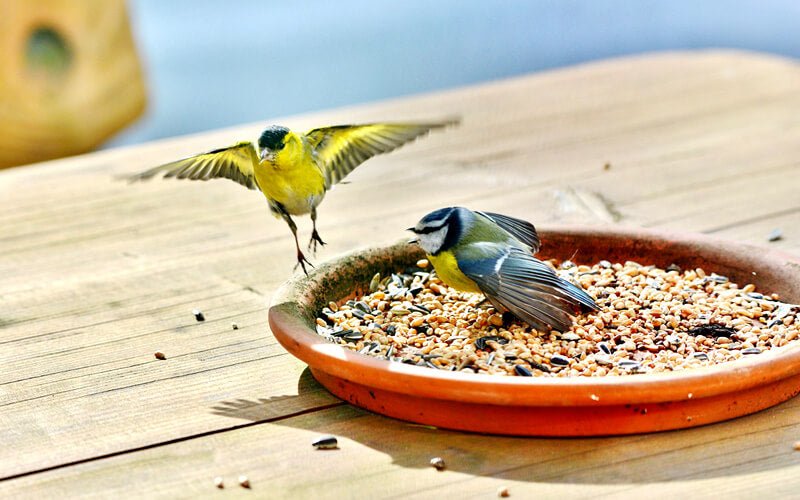How to Watch Birds Using a Security Camera and a Smart Display – Jennov